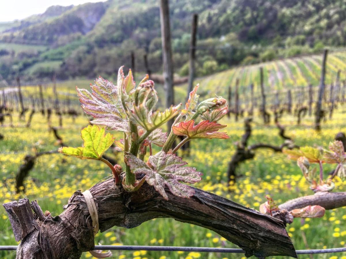 Cascina Bertolotto Wine Resort Spigno Monferrato Dış mekan fotoğraf